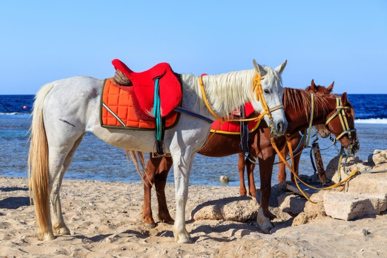 Hurghada : Randonnée à cheval le long de la mer et du désert avec transferts2 heures : Promenade à cheval le long de la mer et du désert avec transferts
