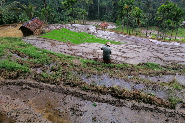 Kandy: Knuckles Mountain Range Full-Day Hike with Lunch