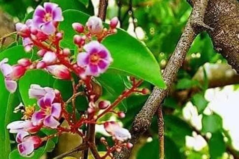 زنجبار: مدينة ستون، جزيرة السجن ومزرعة التوابل مع الغداءجولة خاصة بدون خدمة الاستقبال والتوصيل من 