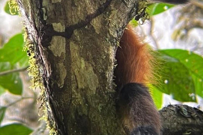 Visite du parc national de Carara (billet inclus)