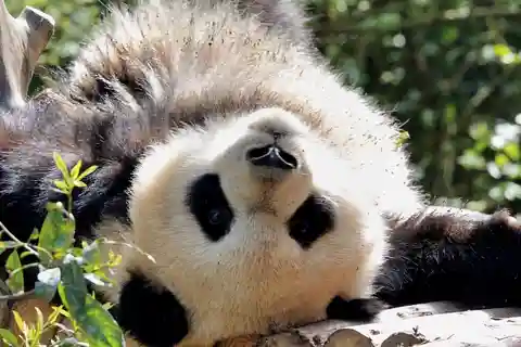 Chengdu：Giant Pandas & Sichuan Cooking Experience - 1 Day