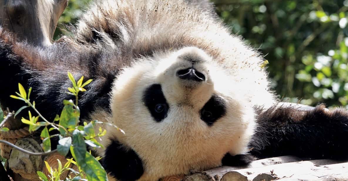 Chengdu：Il panda gigante e l'esperienza culinaria del Sichuan - 1 ...