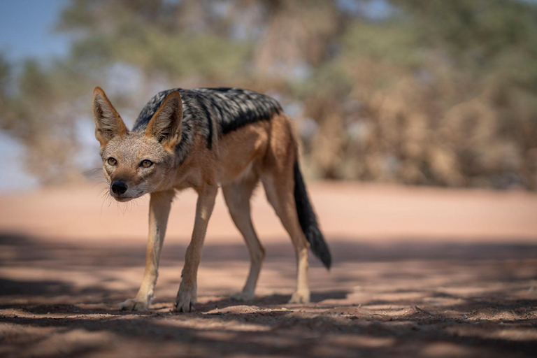 From Windhoek: 6-Day Namibia Safari with Lodging & Meals
