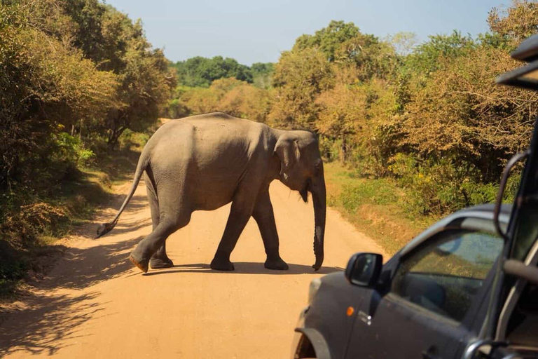 Ella: Private Yala Safari & South Coast Hotel Transfer Ella: Private Yala Safari & South Coast Hotel Transfer