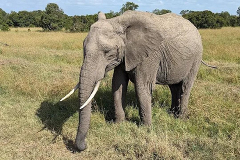 Nairobi: Ol Pejeta Conservancy Day Trip with Game Drives