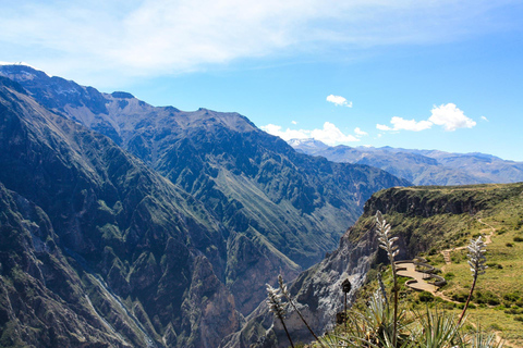 HELDAGSTUR TILL COLCA CANYON FRÅN AREQUIPA