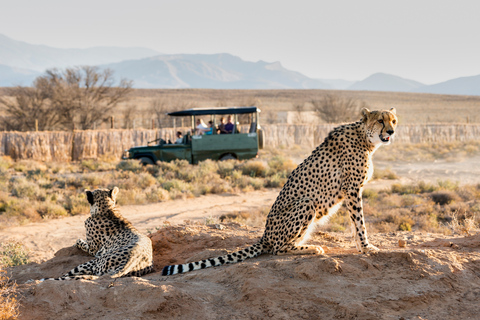 Vanuit Kaapstad: 3-daagse Tuinroute safari en kusttour