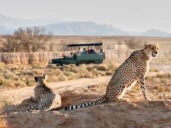 3-Day Garden Route Safari & Coastal Tour