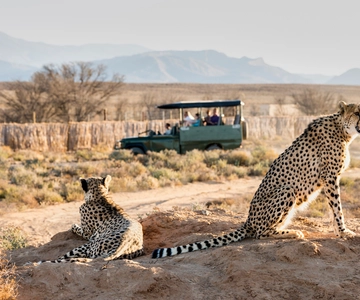 From Cape Town: 3-Day Garden Route Safari and Coastal Tour