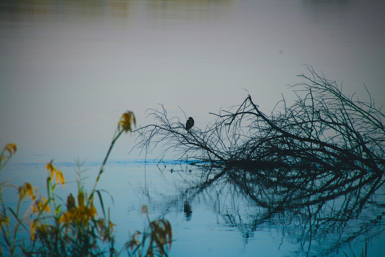 Livingstone: Mosi-oa-Tunya National Park Birdwatching Tour