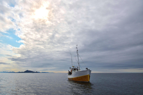 Svolvær: Viagem de pesca no mar de Lofoten