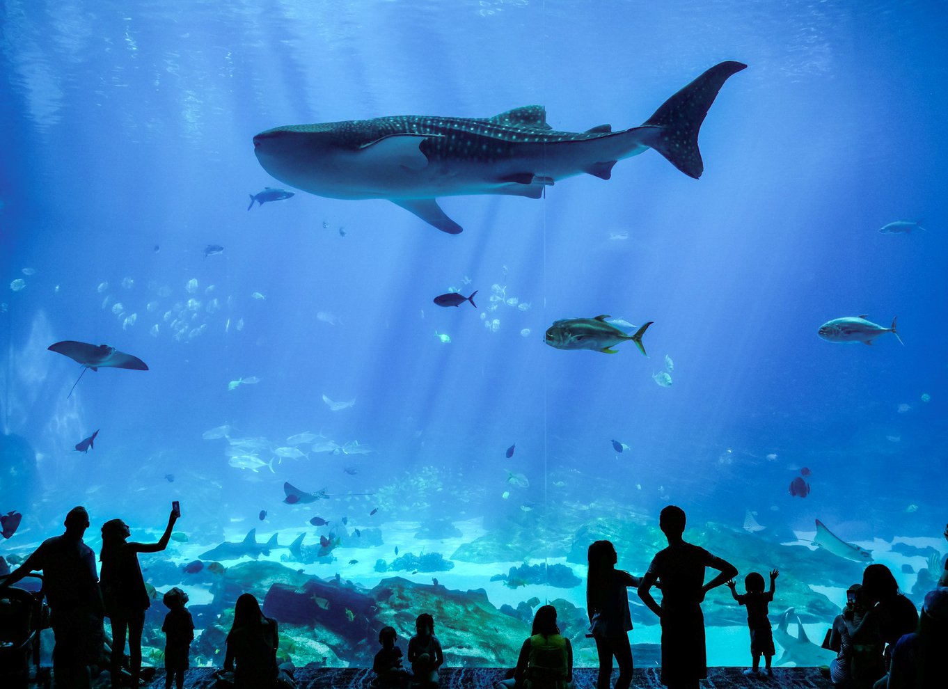 Atlanta: Georgia Aquarium Spring kassen over entrébillet