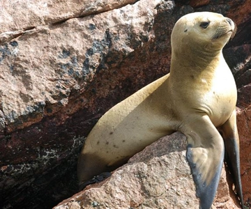Ilhas Ballestas e Reserva Nacional de Paracas saindo de Paracas