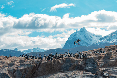 Ushuaia: Boat Trip to Isla Martillo: Penguins in the Beagle Channel Ushuaia: Navigation to Martillo Island: Penguins along the Beagle Channel