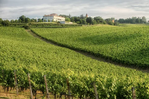 Bologna Vineyard Vista: un viaje por los vinos emilianos