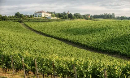 Bologna Vineyard Vista: eine Reise durch die emilianischen Weine
