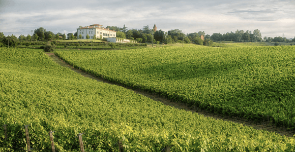 Bologna Vineyard Vista: a journey through Emilian wines
