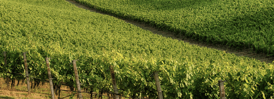 Bologna Vineyard Vista : un voyage à travers les vins émilien