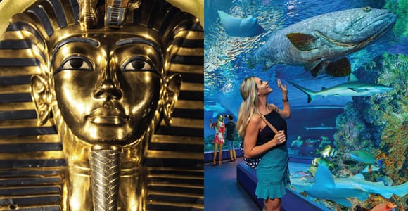 Cairns: Aquarium and Tomb of the Pharaohs Entry Ticket