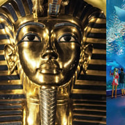 Cairns: Aquarium and Tomb of the Pharaohs Entry Ticket