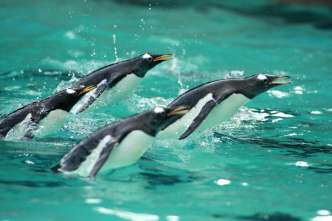 Belfast Zoo: Entry Ticket