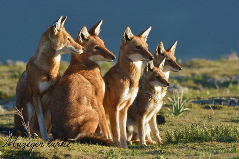 Addis Ababa: 6-Day Bale Mountains Guided Tour with Meals