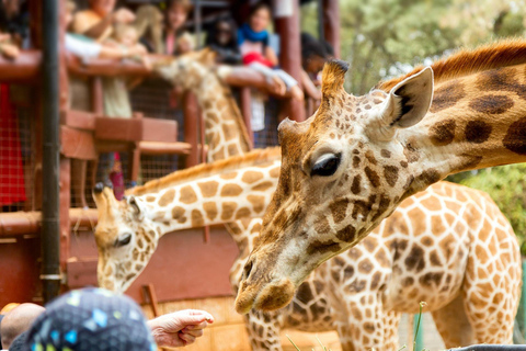 Elephants, Giraffe center, Blixen Museum and Bomas of Kenya