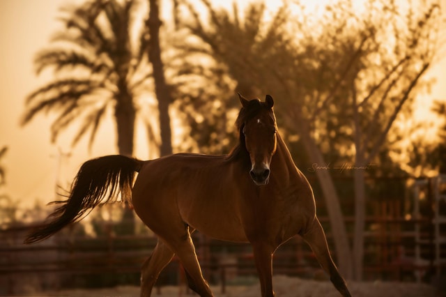 Horse Riding Experience for young and old at Rahal Ranch
