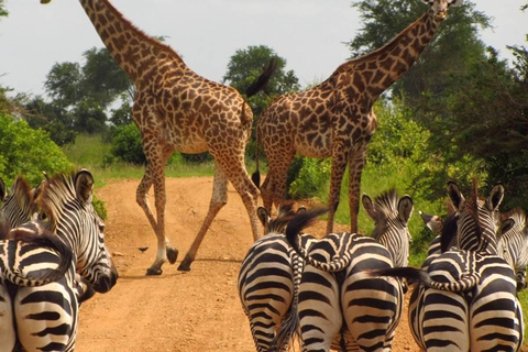 Safári de luxo de 4 dias pela natureza e vida selvagem