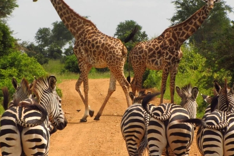 4 Days Nature and wildlife luxury safari
