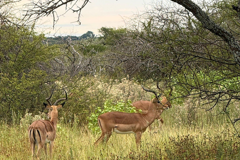 Johannesburg and Pretoria half day big 5 safari tour