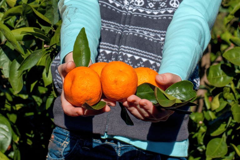 Jeju: Winter East Snow, Camellia, Tangerine Picking Tour