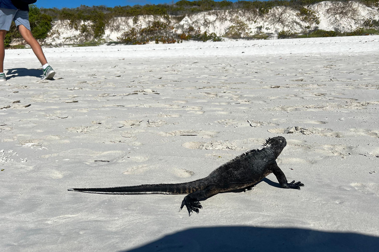 Galápagos: Sightseeing Tour to Tortuga Bay with Crystal-Clear Waters and Kayak