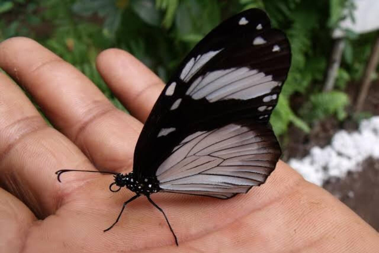زنجبار: جولة في المدينة الحجرية وغابة جوزاني ومركز الفراشاتهذا الخيار، الاستقبال من فنادق المدينة