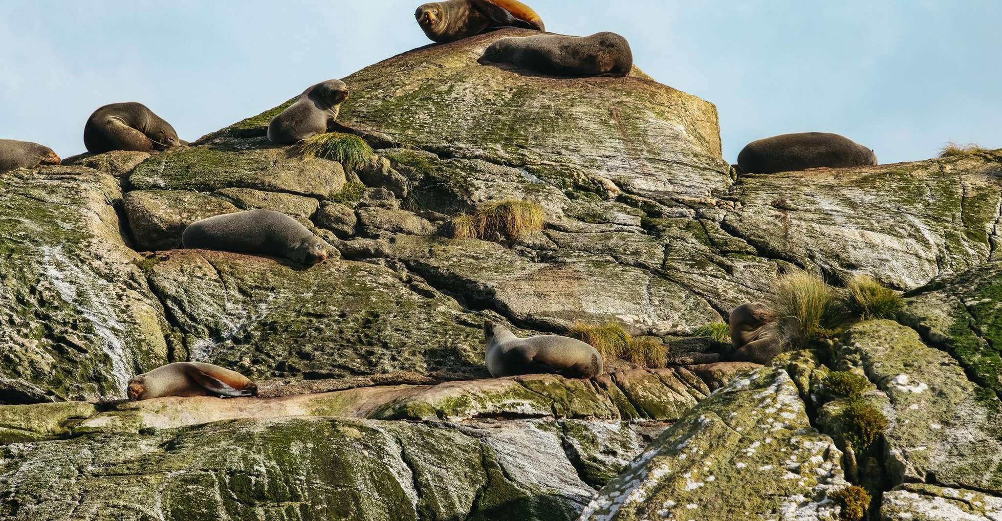 From Manapouri: Doubtful Sound Wilderness Day Trip photo 11