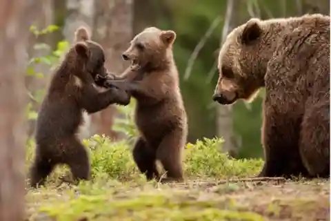 Bears 'Safari' on Transfăgărășan Top Gear Road - Small Group
