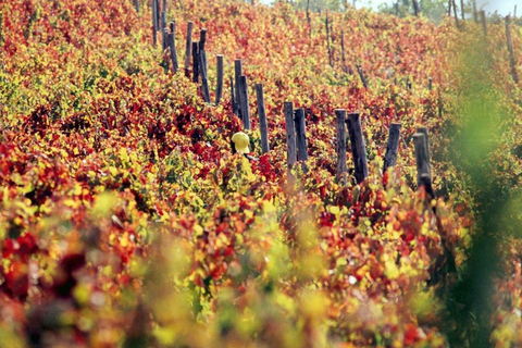 Pompeii with Wine Tasting Private Tour