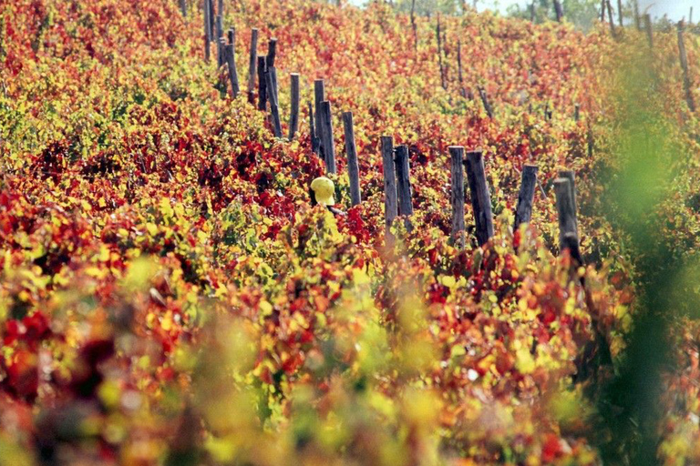 Pompéi avec dégustation de vin Visite privée