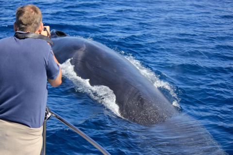 Terceira Island : Whale and Dolphin Watching boat excursion Whale and Dolphin Watching Tour in Terceira Island