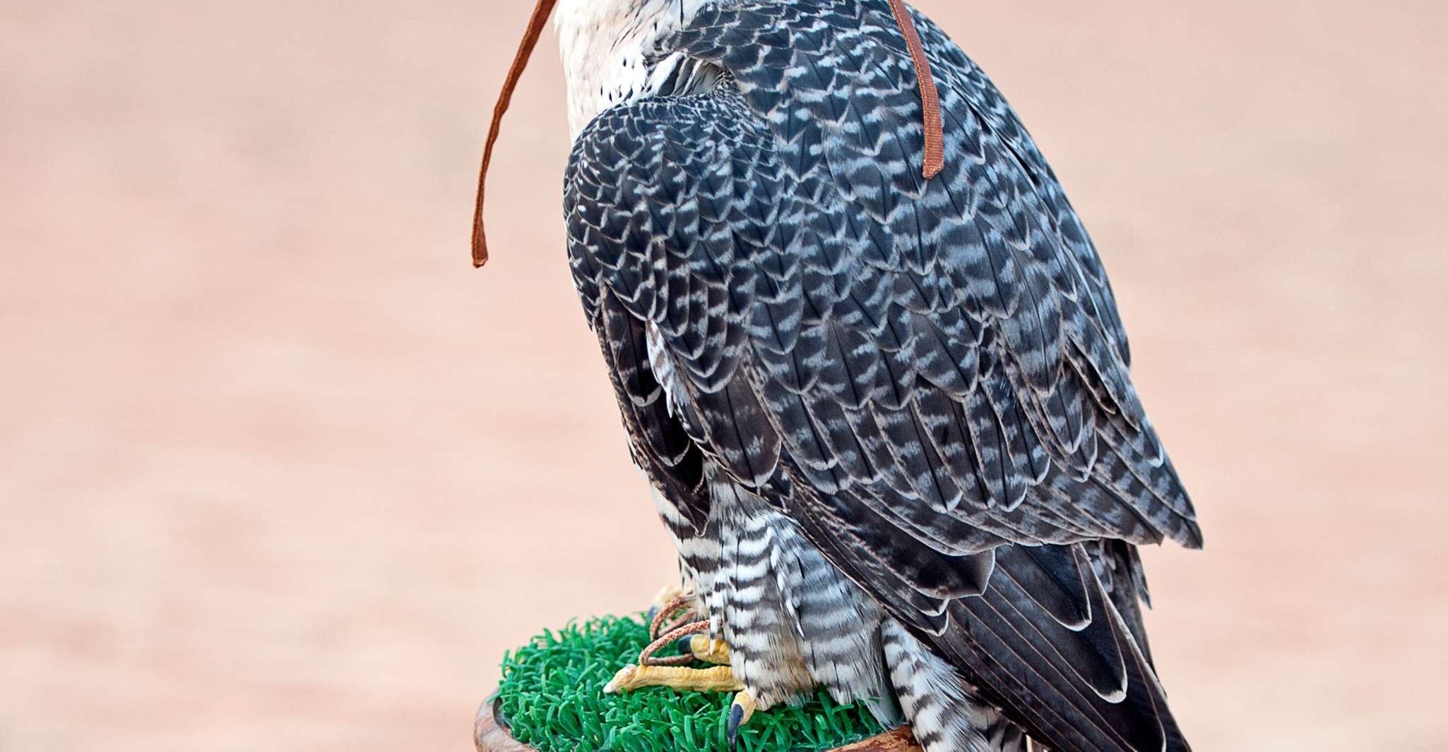 Doha: Dune Safari, Camel Ride, & Sandboarding with Transfer photo 3