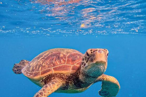Nungwi: Swim with Sea Turtles at Sanctuary with Transfer Private Tour with Hotel Transfer Anywhere in Zanzibar