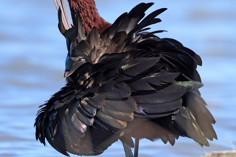 Camargue: Electric Safari with Guide in a private reserve