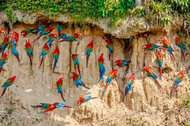 From Cusco: Manu National Park 4-Day Wildlife Expedition