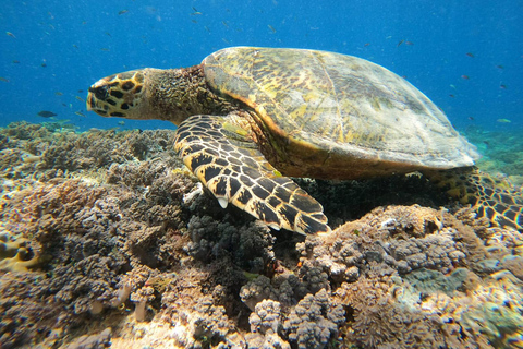 Z wyspy Gili Air: Snorkeling grupowy/publiczny 3 Gilis