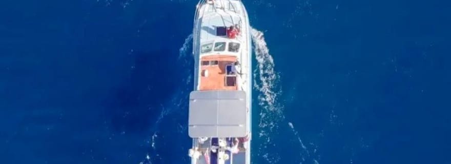 Haleiwa : excursion d'observation des baleines sur la côte nord en catamaran