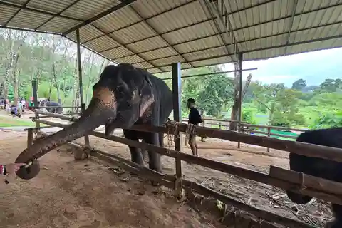 Phuket: Fodring af elefanter hos Phuket Elephant Care