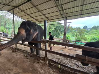Phuket: Olifanten voeren bij Phuket Elephant Care