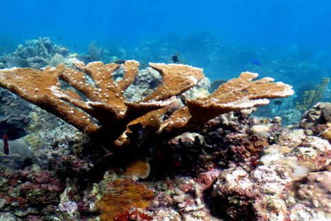 Punta Cana: Catalina Island Snorkeling Tour with Lunch