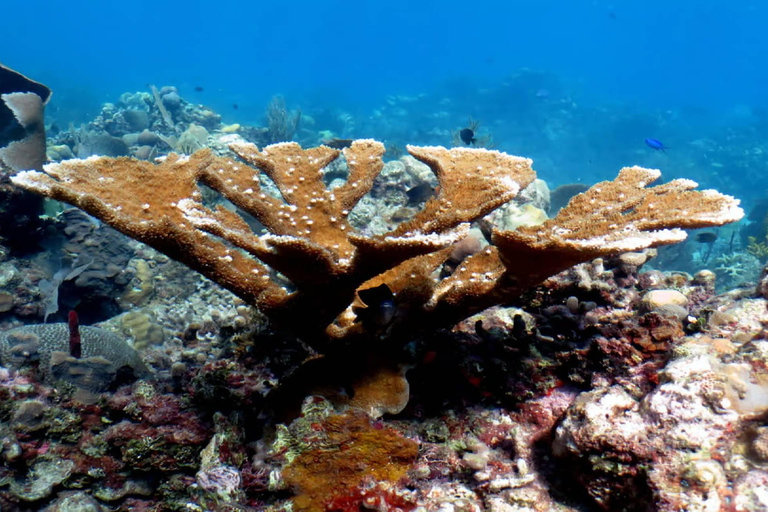 Punta Cana: Catalina Island Snorkeling Tour with Lunch