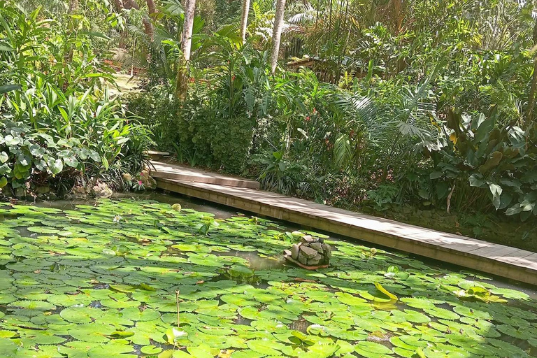 Fiji: Nadi Culture & Wellness Tour with Mud Pools & Garden Nadi Culture & Wellness Tour - Pick Up InterContinental